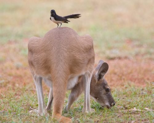 Belle Bois Bed & Breakfast Capertee Valley Blue Mountains NSW