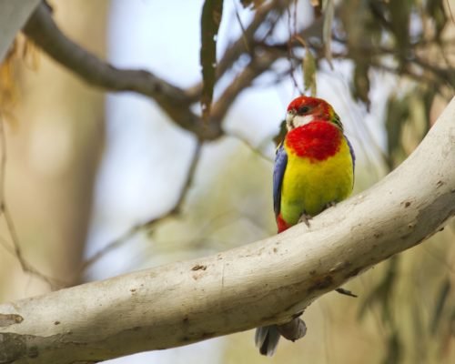 Belle Bois Bed & Breakfast Capertee Valley Blue Mountains NSW