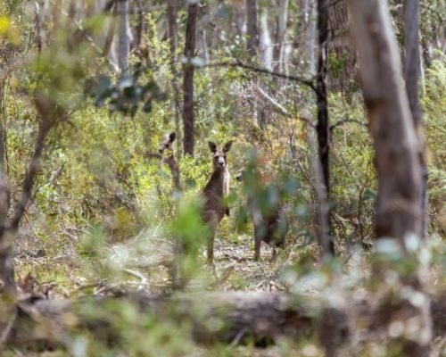 Belle Bois Bed & Breakfast Capertee Valley Blue Mountains NSW