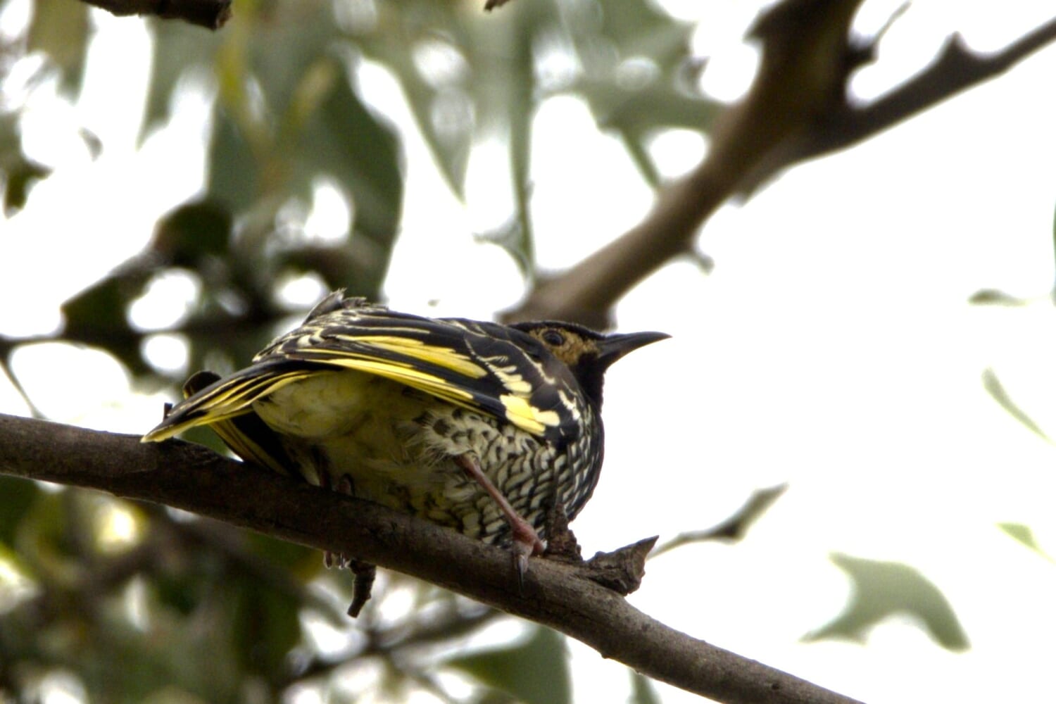A critically endangered Regent Honeyeater photographed at Belle Bois in the Capertee Valley, October 2022.